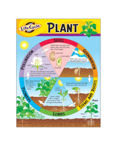 Plant Life Cycle Chart